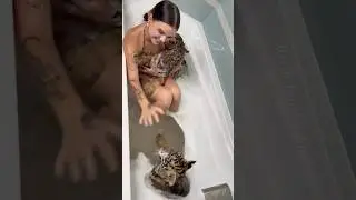 Splish splash, I was taking a bath&hellip; with three baby tigers 🛁🐯🐯🐯 #animals #tiger #notpets
