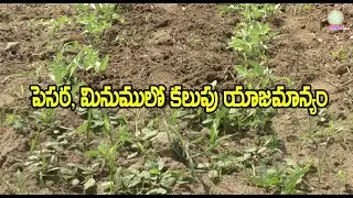 Weed management in green gram and black gram.