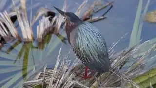 Green Heron singing for a mate