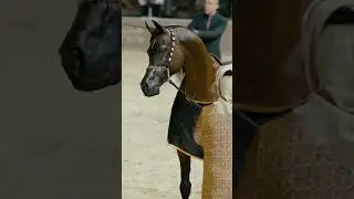 Horse Attitude