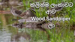 Wood Sandpiper arrived at Sri Lanka |