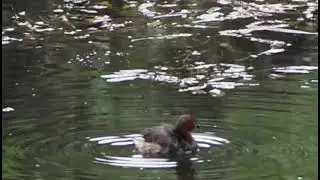 little grebe#waterbird#