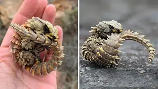 Armadillo Lizard 🦎 A Mini Dragon in Real Life!