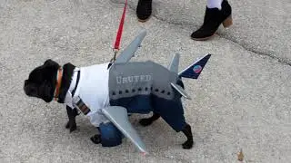Puglanta Pug Fest Homemade Costume Contest Entrants