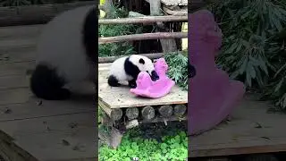 Panda 🐼 pretty and cute baby #panda #pandas #pandababy #kungfupanda #foryou #pandapuppy #funny
