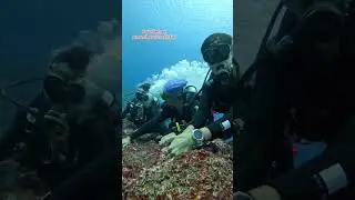 Close Call in Komodo&rsquo;s Cauldron! Epic Dive with Strong Currents