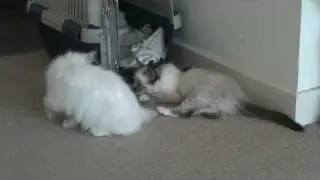 Birman Kittens First Day home