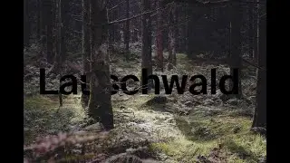 Lauschwald (Jul Dillier & Andres Bosshard)