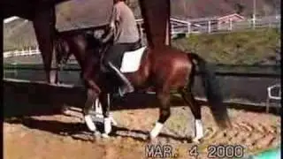 Dressage Trainer & Horse!