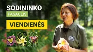 Sodininko pasaulis S1 E01 240803 18'53