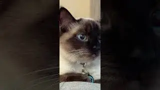 Cooner the Cats Higher Self