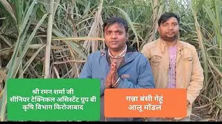 गन्ना बंसी गेहूं और आलू मॉडल पूरी तरह केमिकल फ्री आत्मनिर्भर मॉडल कृषि 