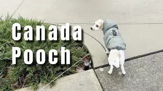 Karen trying her Canada Pooch Jacket