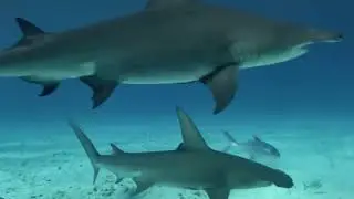 The Secret Lives of Sharks | Why We Fear Them and Why We&rsquo;re Wrong