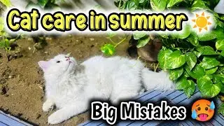 Cat Care in Summer | Top Tips for keeping your cat cool in summer | Hot Weather Cat Care Tips