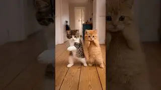 AI Cats Dancing to Trending Song (Cute Ginger & Tabby Edit) 😹✨