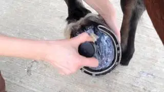 Carr & Day & Martin - Cornucrescine Daily Hoof Moisturiser