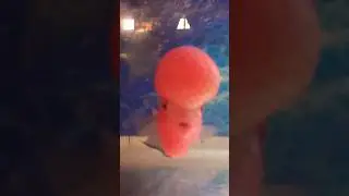 Flowerhorn #srd Super red dragon monster cock srd