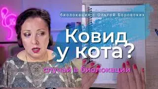 Ковид у кота? Проверяю его состояние через биолокацию