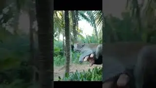 KoKa walks with her father in the garden #koka #monkey @kokaMonkey
