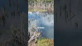 Trees are a sensitive subject when it comes to #ponds and #lakes We dive into this. #educational