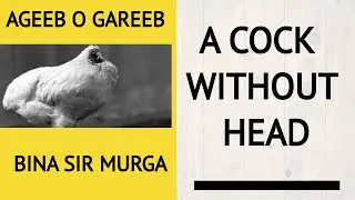 A COCK WITHOUT HEAD بناسروالامرغا