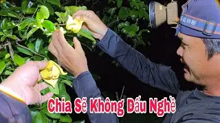 Chia Sẽ Chi Tiết Cách Thụ Phấn Mãng Cầu Xiêm 100% Không Dấu Nghề | TTVlog 