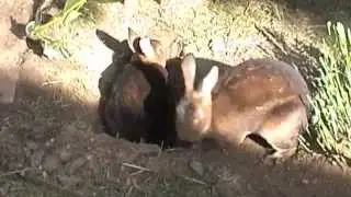 Bunnies Digging