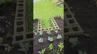 2 Weeks Of Growth in Our Homeschool Garden !!!