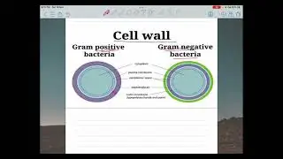Gram positive v/s negative bacteria ( Gram staining procedure ) Explained !!!