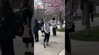Cherry blossoms are blooming in Toronto! #toronto #cherryblossoms #robarts #highpark