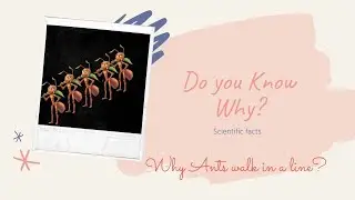why ants walk in a line? | Scientific facts | kids Learning | Do you know why series