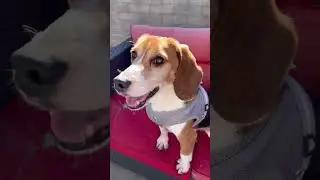 Two Animal Testing Survivors Finally Free!