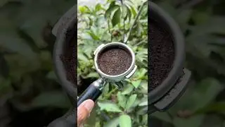 Serbuk Kopi Penambah Nutrisi Sehat Buat Tanaman.#shorts  #orchids #orchidcare