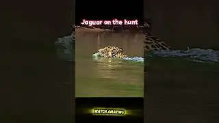 Jaguar Ambushes Crocodile on the Riverbank #trending #animals #wildlife #jaguar #crocodile