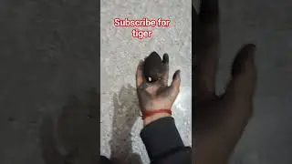 subscribe for tiger#shorts #trending #drawing