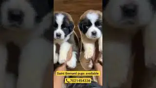super cute saint Bernard pups available for sale, dog sale in Mumbai, cute dogs for gift #dog #cute
