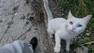 Beautiful white cat with different eye colors was meowing loudly for food