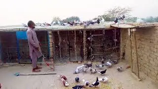 Sawa mukhia kabutar pakra #pigeon #kabutar #foryou #viral #viralvideo 