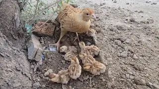 Hard Working Mama Feeding Termites to Her Baby Chicks
