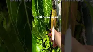 Cut Off Yellow Leaves On Houseplants #plantcaretips #plantcare #yellowleaves #houseplantcaretips