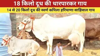 18 किलो दूध की थारपारकर गाय , 14 किलो दूध की स्वर्ण कपिला व हरियाणा गाय , 20 किलो दूध की साहिवाल गाय