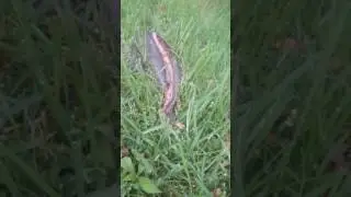 Flies attack dead fish must watch!!!!!