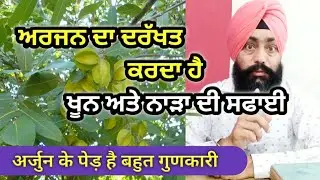 ਅਰਜਨ ਦਾ ਦਰੱਖਤ ਕਰਦਾ ਹੈ ਖੂਨ ਸਾਫ।। अर्जुन के पेड़ में है ढेरो गुन।। Terminalia Arjuna