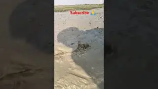 Telapia fish  #fishingvideo #shortvideo #bigfish #telapiafish #subscribe
