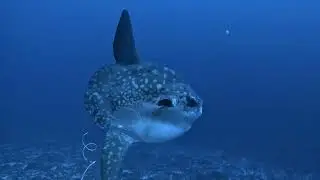 3 Mola Mola at Nusa Penida: an Epic Underwater Encounter!