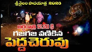అర్థరాత్రి 12.20కు పులి భయంతో గజగజ వణికిన పెచ్చెరువు. venkatapuram to srisailam padayatra 2026