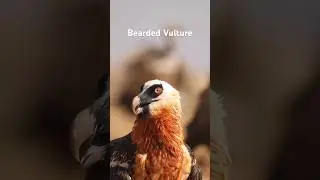 Bearded Vulture #animalshorts #birds #bird #beardedvulture