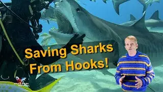 Tiger Shark Hooked #shark #sharks #sharkweek #rescue #sealife #ocean #explore Tiger Beach
