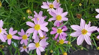 Coreopsis rosea 'American Dream' tickseed 粉红金鸡菊